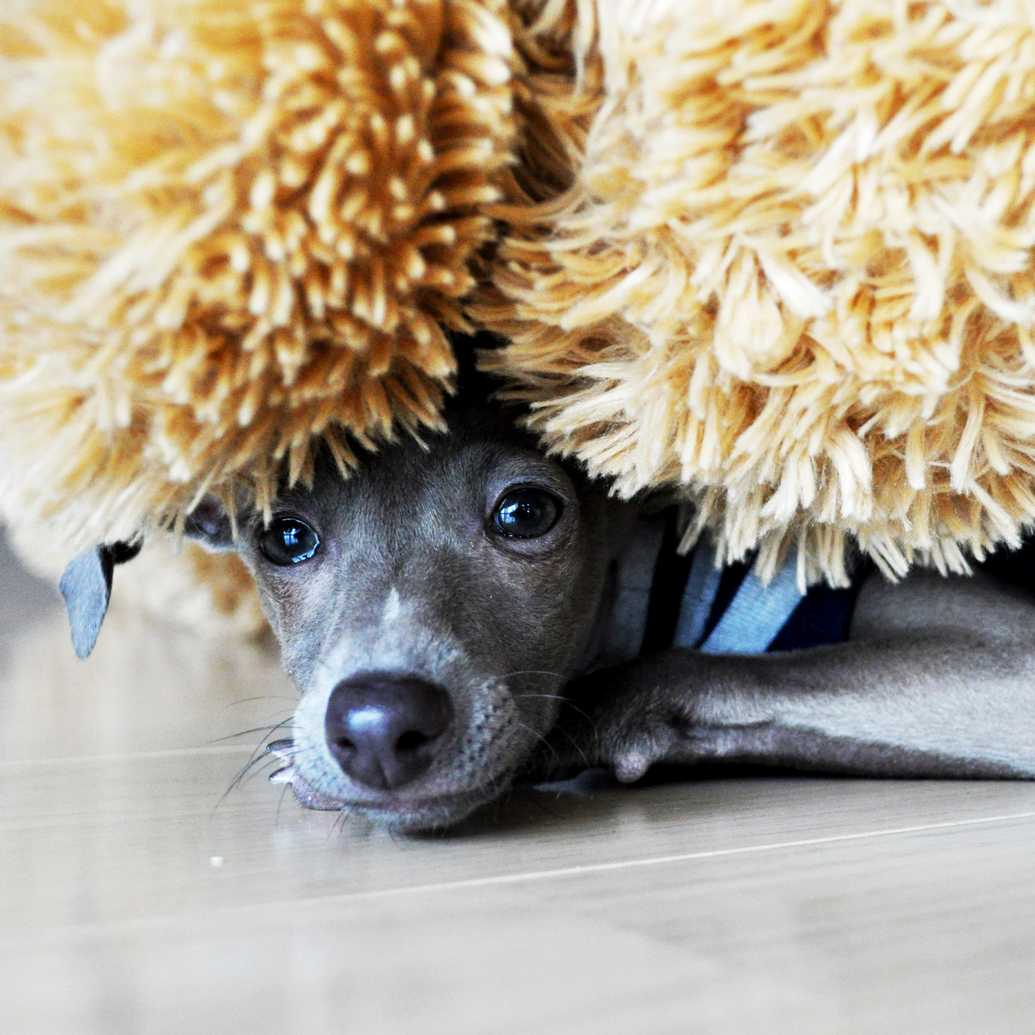 世界の皆さんコンニチハ。