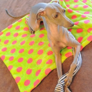 ボクのおもちゃ。