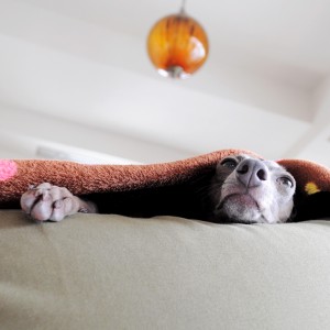 うつらうつら。