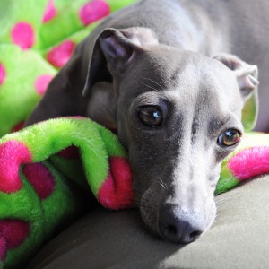 今日はのんびり。