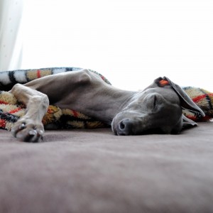 ちょっと体調不良。