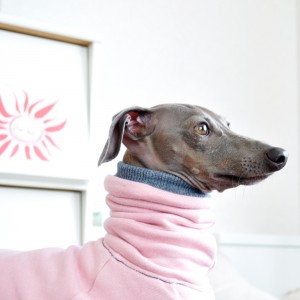 散歩いかないの。