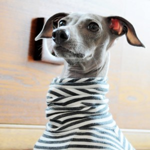 お散歩行こうよ。