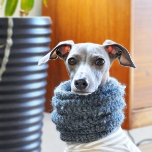 イタグレ｜お家でゆっくり休息しよう！