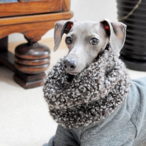 イタグレ｜雨だね。散歩、行けないなあ