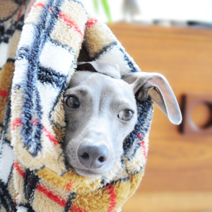 イタグレ｜寒い！寝袋で散歩に行こうよ