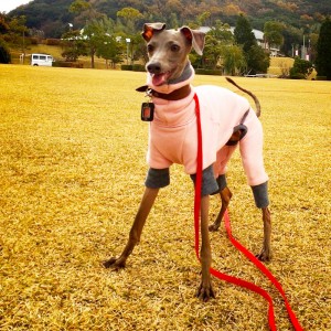 イタグレ｜遊ぼうよ。ぼく準備できたよ