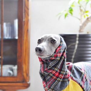 イタグレ｜今日も寒いね。ぬくぬくしよ