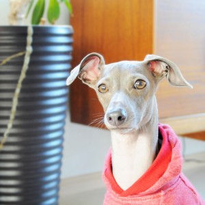 イタグレ｜いいお天気。今日はどこいこ