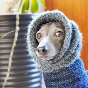 イタグレ｜準備バッチリ、お散歩行こう