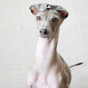 イタグレ｜おめめ、うるうる。なあに？