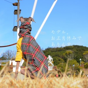 イタグレ｜お正月、休みで、ありんす。