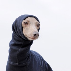 お散歩、楽しいなあ