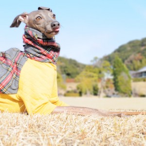 ハイチーズ！ペェ！