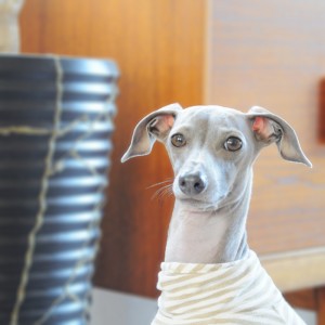 イタグレ｜今年も宜しくお願いします。