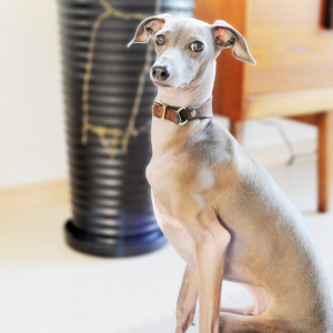 ぼくセクシーですか