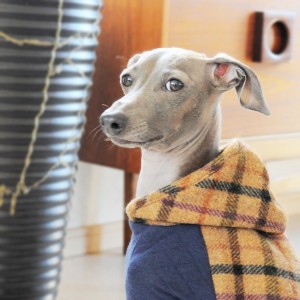 今日はどこいくの？