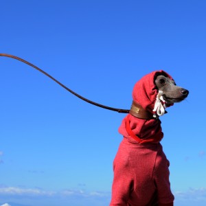 イタグレ｜冬の青空の下、散歩してます