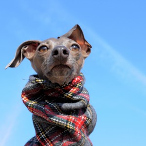 イタグレ｜風を感じ、季節を感じる、冬