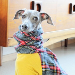 お昼から散歩いく？