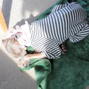 ふわぁ〜眠たいなあ