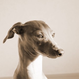 夕陽を浴びて黄昏れ