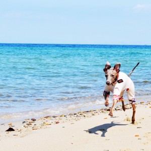 発見！ボクの遊び場