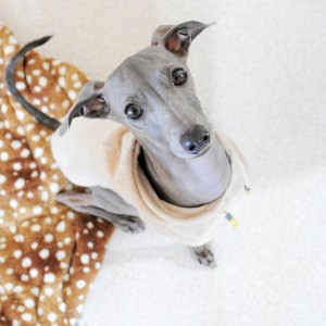 早くちょうだい！！