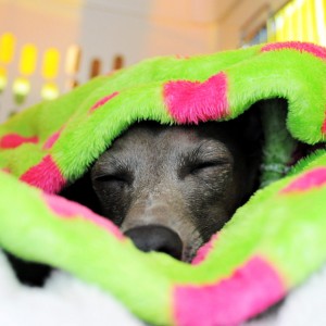 春眠暁を覚えず？？