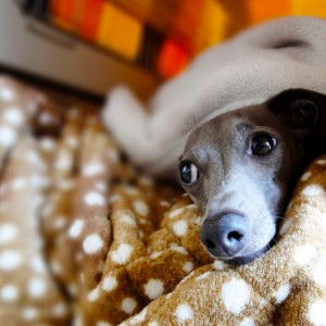 ふかふかおはよう！