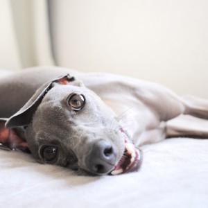 ウィーン。ウゥゥ。