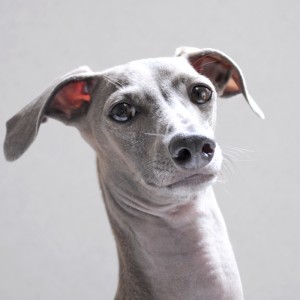 秋の朝の風と朝の顔