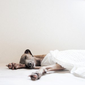 くう。ねる。あそぶ