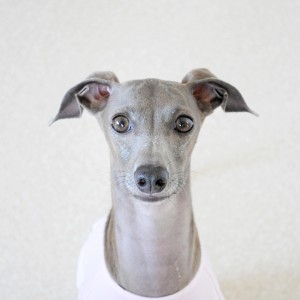 おいおいヨダレが！