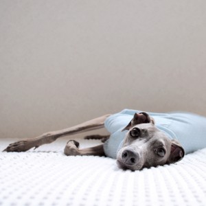 ぱじゃまなイタグレ