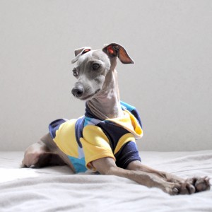 雨の日のイタグレ！