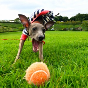 芝とボールとＢ！と