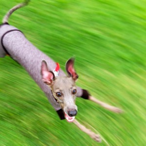 回る回るイタグレ！