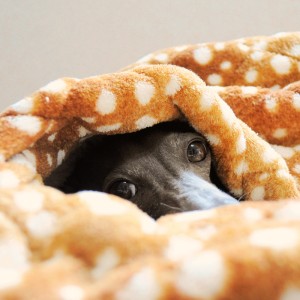 イタグレチラッと！