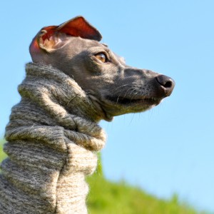 イタグレと秋の空！