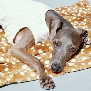 イタグレのお昼寝！