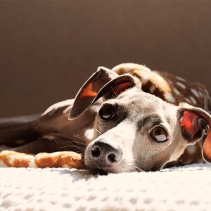 いっぱい、ねたね。