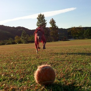 きょうもたのしく。