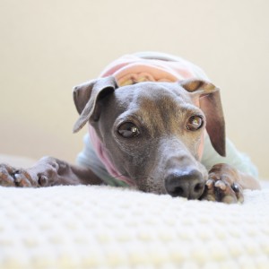 ほのぼのＢＵＯＮＯ