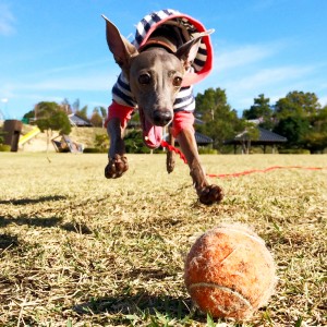 げんき、いっぱい。