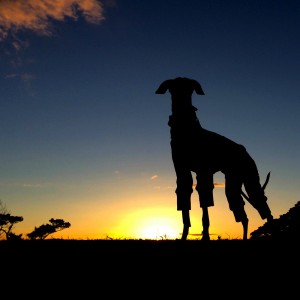 秋です。夕焼け空と
