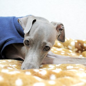 散歩して、昼寝して