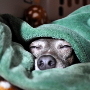 おきれましぇーーん