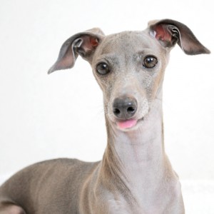 かわいいね？ぺっ。