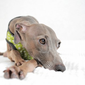 今日はどんな感じ？